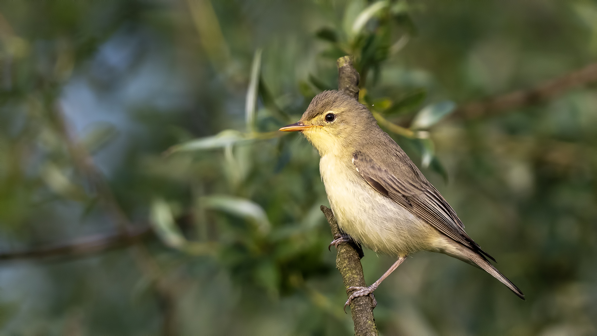 Icterine Warbler